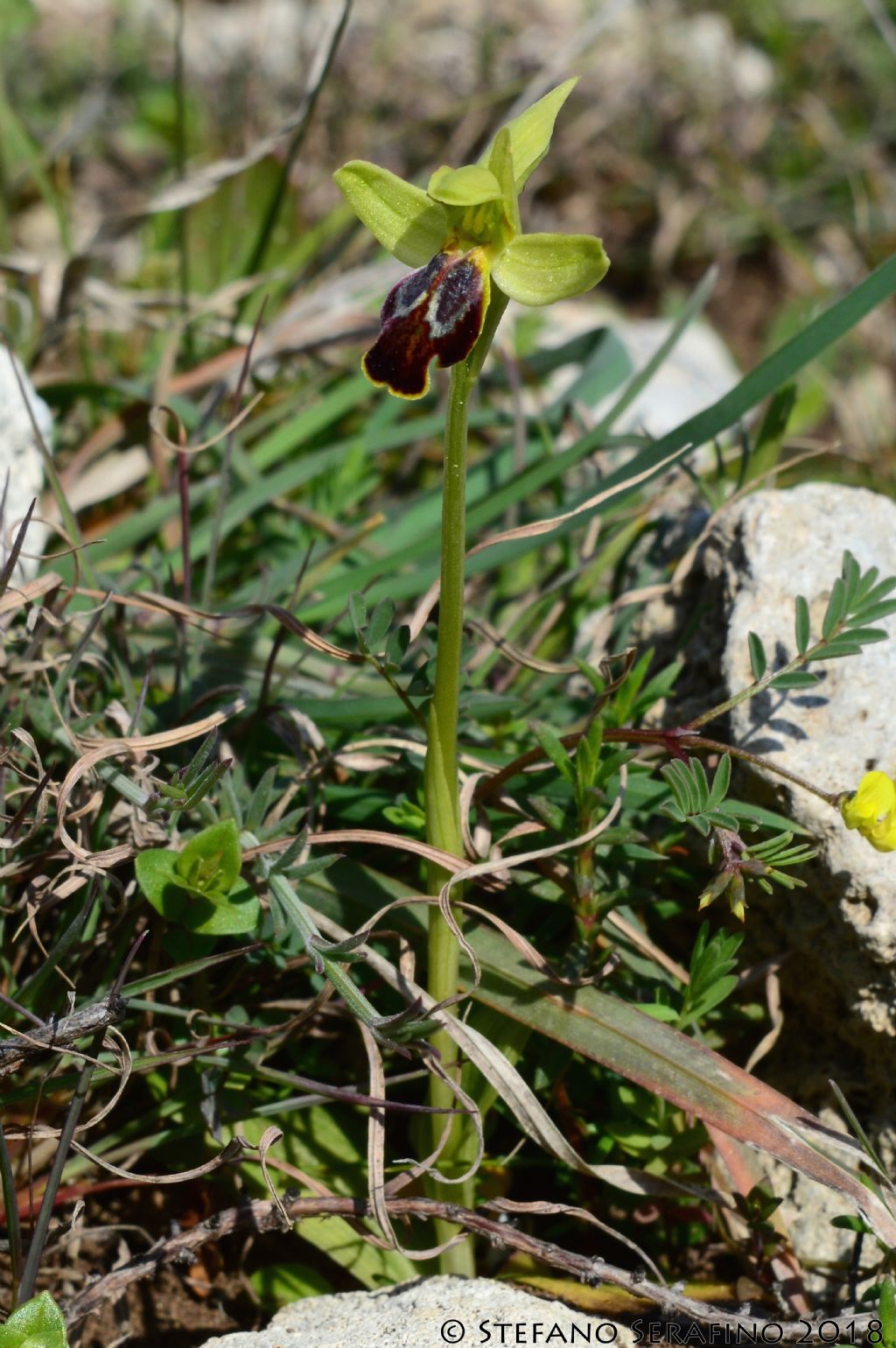 Ophrys fusca s.l. da determinare - Salento - Lecce